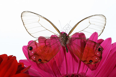 Gerbera上的蝴蝶红色宏观礼物雏菊黑色背景图片