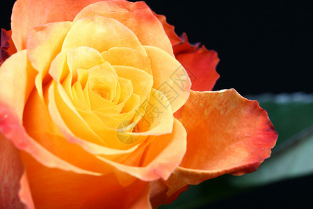 美丽的橙色玫瑰礼物粉色橙子黑色背景图片