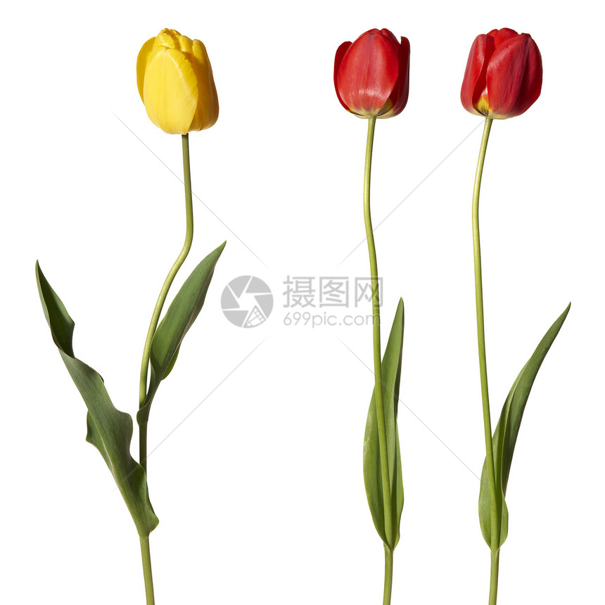 图利页背光宏观植物红色季节拍摄摄影绿色花瓣黄色图片