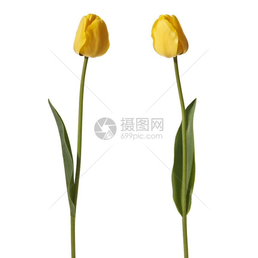 图利页植物黄色季节拍摄热情花头花瓣影棚宏观绿色图片