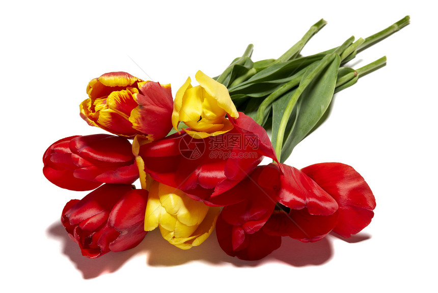 图利页绿色拍摄花头红色宏观植物花束背光热情黄色图片