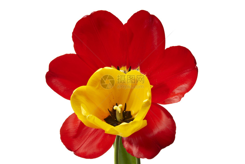 图利页影棚花瓣黄色宏观摄影拍摄红色花头热情季节图片