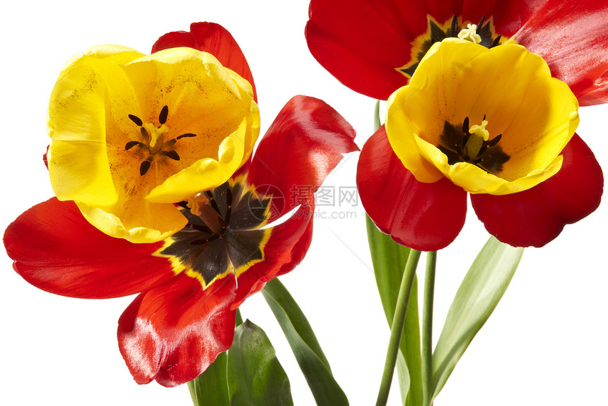 图利页植物花头宏观花瓣热情红色拍摄季节花束背光图片