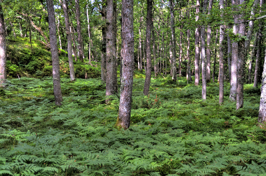森林荒野岩石木头绿色树木树皮图片