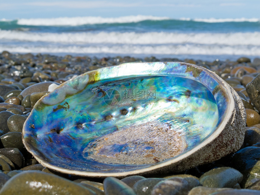 Paua shell的光线纳克雷 Abloon 冲上岸海滨鲍鱼宝石珍珠鹅卵石海洋海岸单瓣涟漪支撑图片