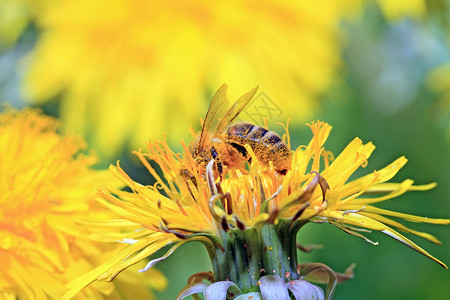 春田上黄花上的昆虫摄影叶子晴天飞行花粉蜜蜂采摘食物动物翅膀夏天高清图片素材