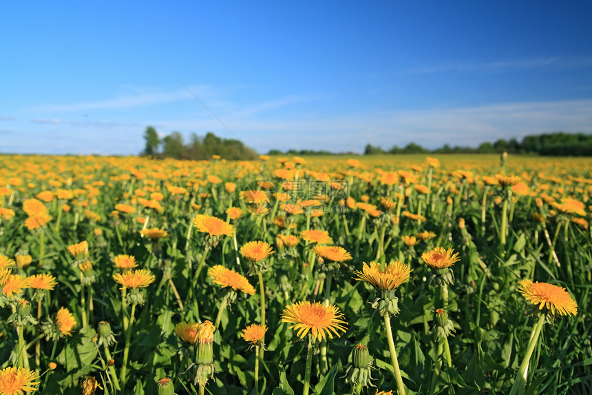 弹簧场上的黄黄花场地场景花瓣堤防牧场农场阳光草地天堂种子图片