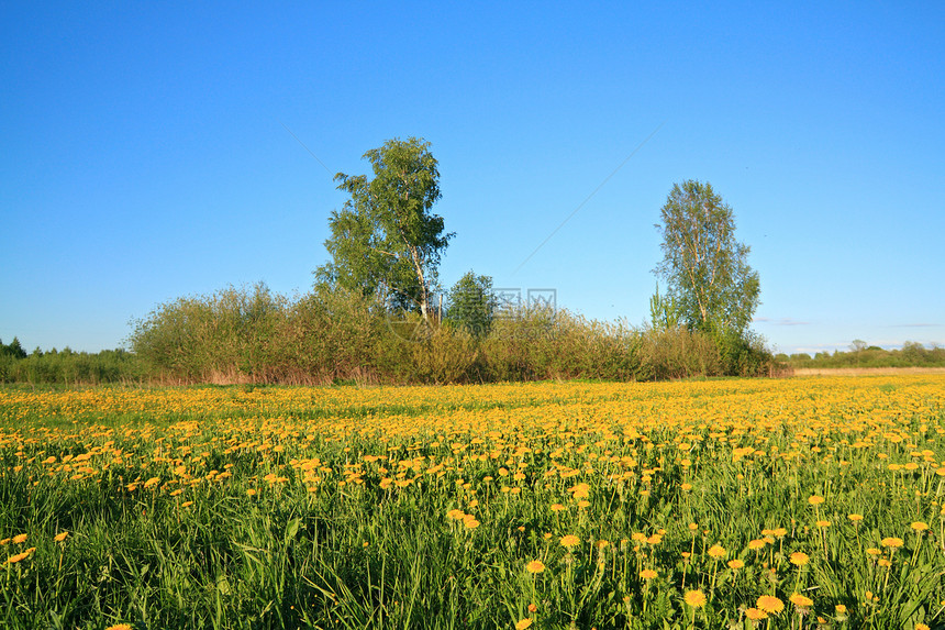弹簧场上的黄黄花城市野生动物牧场蜜蜂花瓣种子草地农场天空场景图片