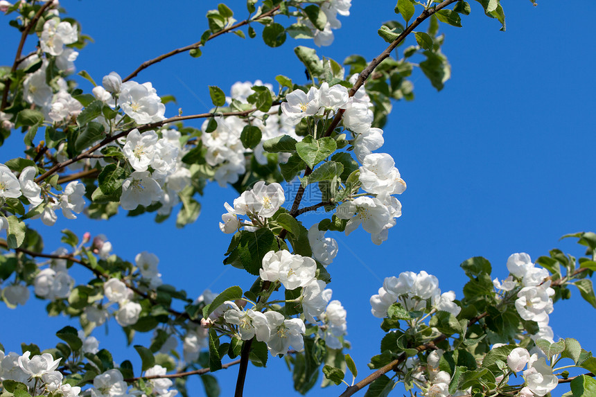 鲜花开花苹果树叶子果园花瓣白色农业乡村绿色植物群园艺季节图片