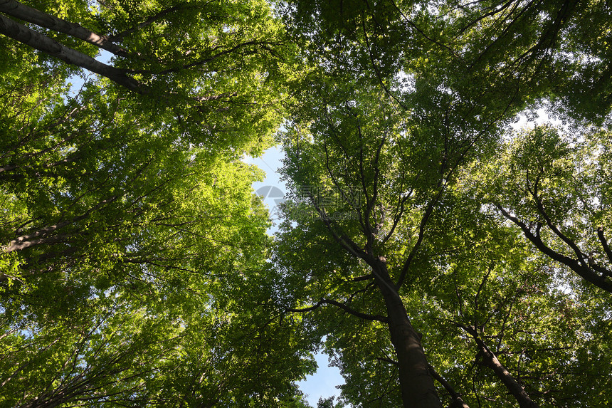 Birch 树冠对比度资源亮度阳光蓝色树梢野生动物饱和色乔木背光图片