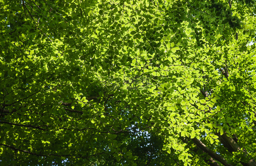 Birch 树冠落叶色彩树木灯光效果颜色保护区太阳树干背景图片