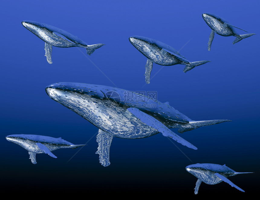 鲸微光蓝色鲸鱼鲸目座头鲸哺乳动物虚幻插图海洋动物图片