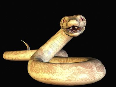 Python 符号动物学爬虫蟒蛇獠牙背景图片