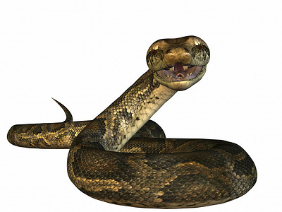 Python 符号爬虫獠牙蟒蛇动物学背景图片