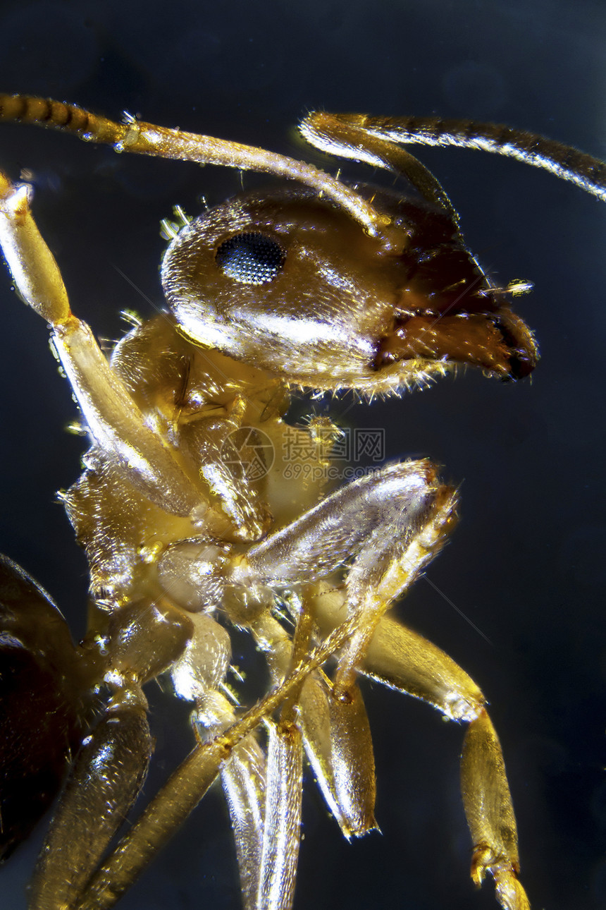 蚂蚁复眼怪物动物群摄影微距显微皮肤微生物天线照片图片