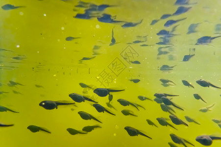 悲剧蟾蜍水池水生动物旱獭池塘动物学幼虫艺术生物两栖背景图片