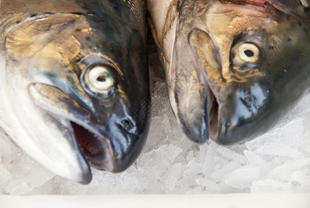 鲑鱼骨头鱼片大厅烹饪海鲜渔业鳟鱼钓鱼食物鱼骨背景图片