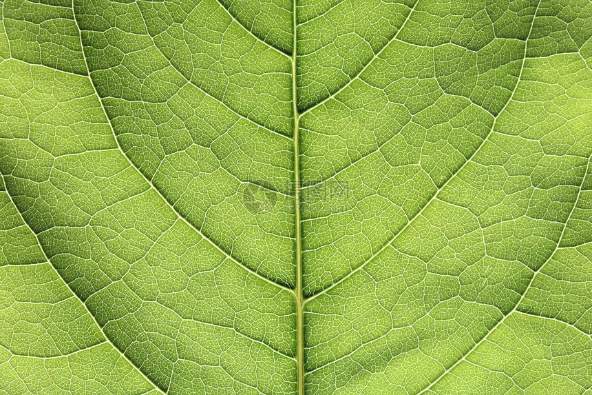 绿叶切合环境叶绿素植物静脉绿色生长宏观窗饰生态生活方式图片