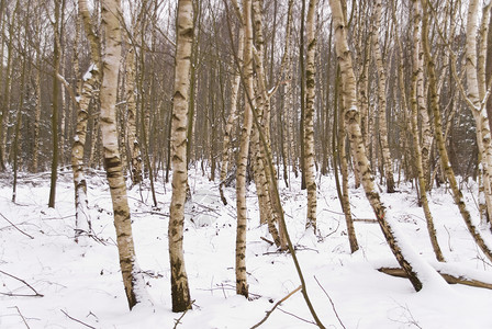 冬季现场树木寒冷地景冻结白色季节高清图片