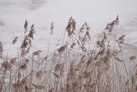 冬季现场冻结季节地景寒冷白色高清图片