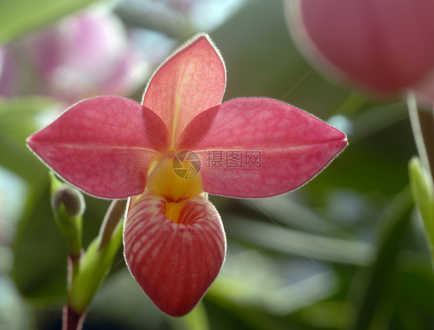 粉红色黄兰花花园艺黄色植物兰花花园植物群图片
