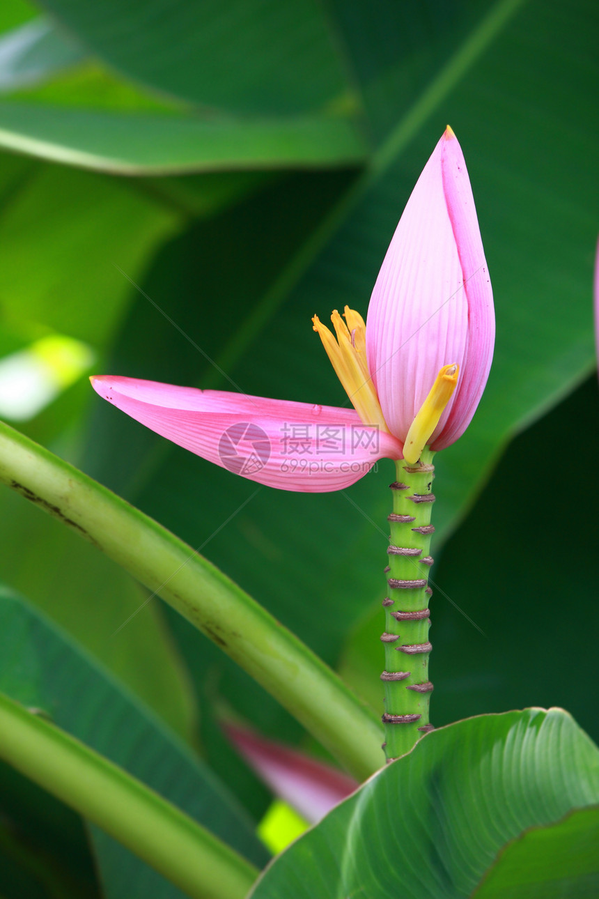 香蕉花树干花瓣热带香蕉种植园植物农场培育绿色生长图片