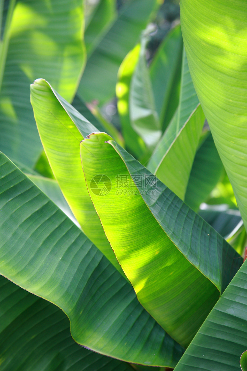 香蕉叶热带植物种植园树干花园香蕉水果叶子农场培育图片