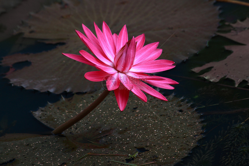 水百合 莲花荷花冥想宏观情调植物学花朵花园花瓣异国百合图片