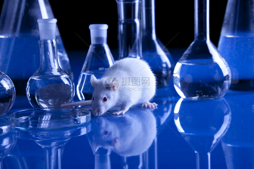 动物动物实验黑色老鼠实验室测试遗传试管白色烧瓶图片