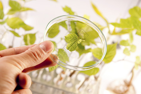 实验室中的幼苗测试生物化学生长科学药剂学植物群实验工程背景图片