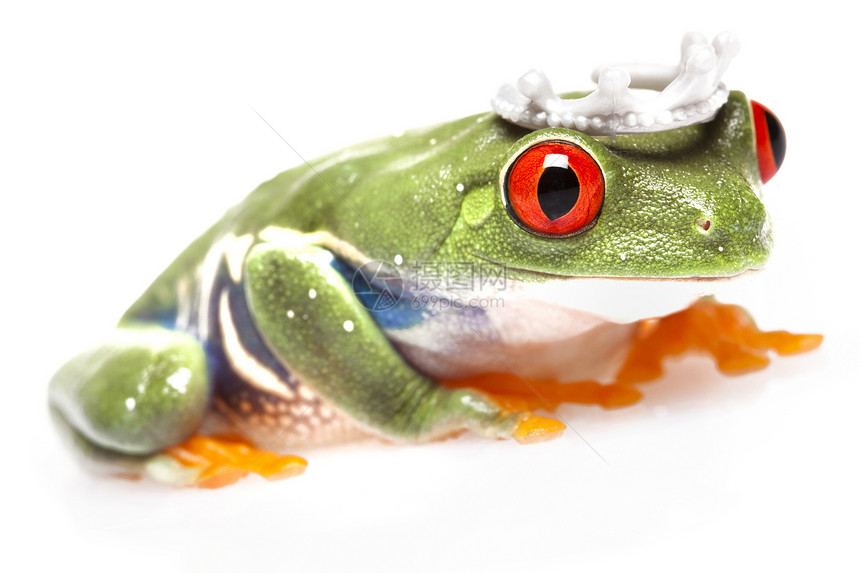 绿红眼青蛙眼睛好奇心环境橙子动物两栖动物王子绿色树蛙国王图片
