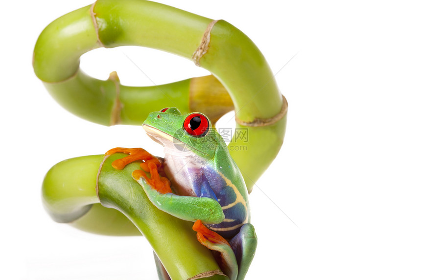 绿红眼青蛙眼睛好奇心绿色石头野生动物王子国王红色两栖动物白色图片