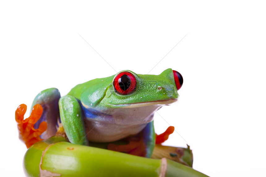 绿红眼青蛙绿色两栖动物红色野生动物白色王子环境好奇心宏观眼睛图片