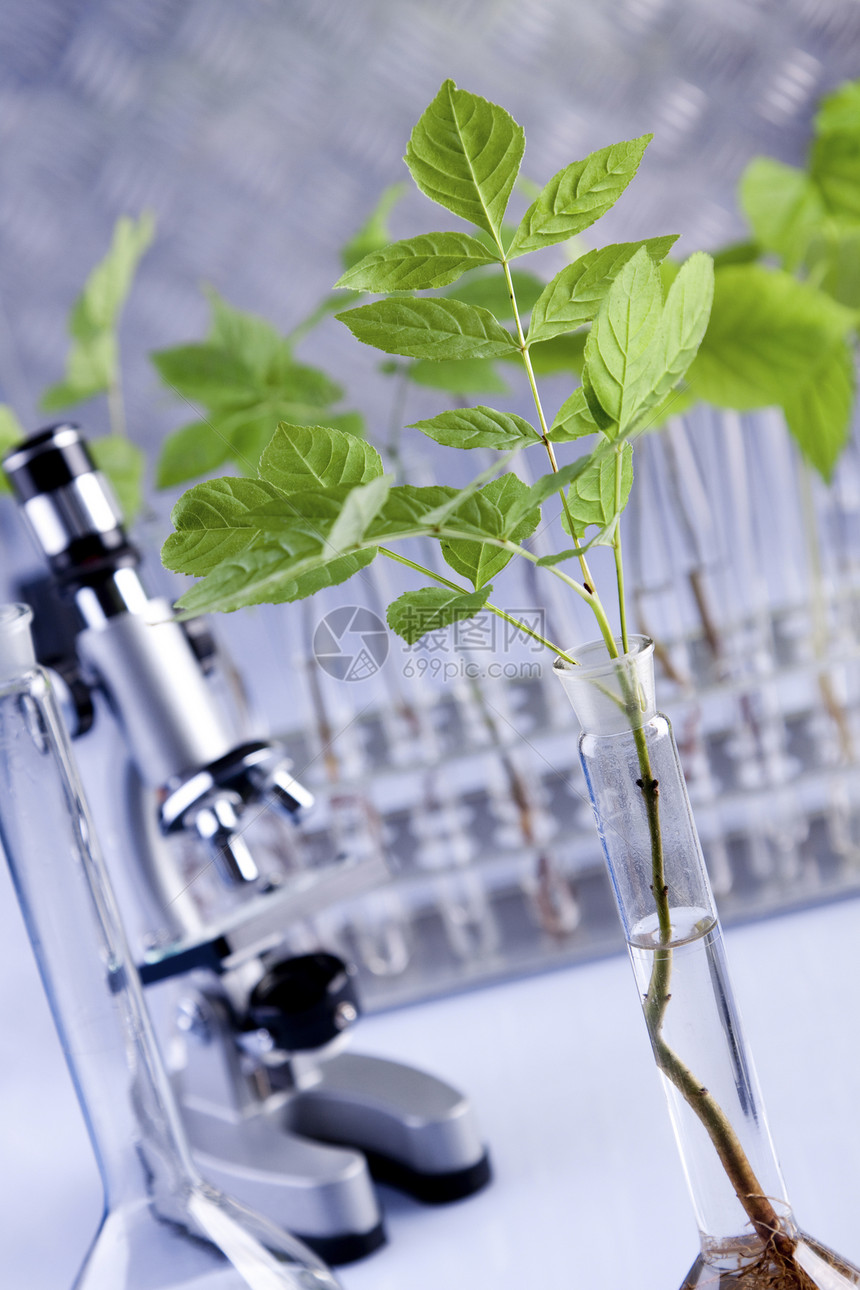 实验室中的植物 遗传科学生物叶子种子生长药剂学生态玻璃药品幼苗生物学图片