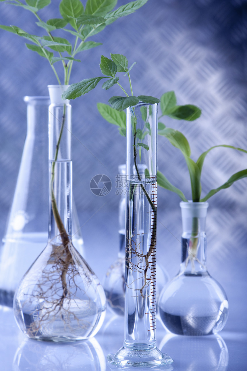 实验室中的植物 遗传科学生物发芽生态生物学测试杂草生长技术种子幼苗图片