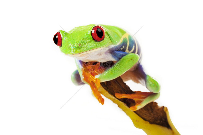 绿红眼青蛙树蛙国王眼睛岩石环境绿色石头动物好奇心橙子图片