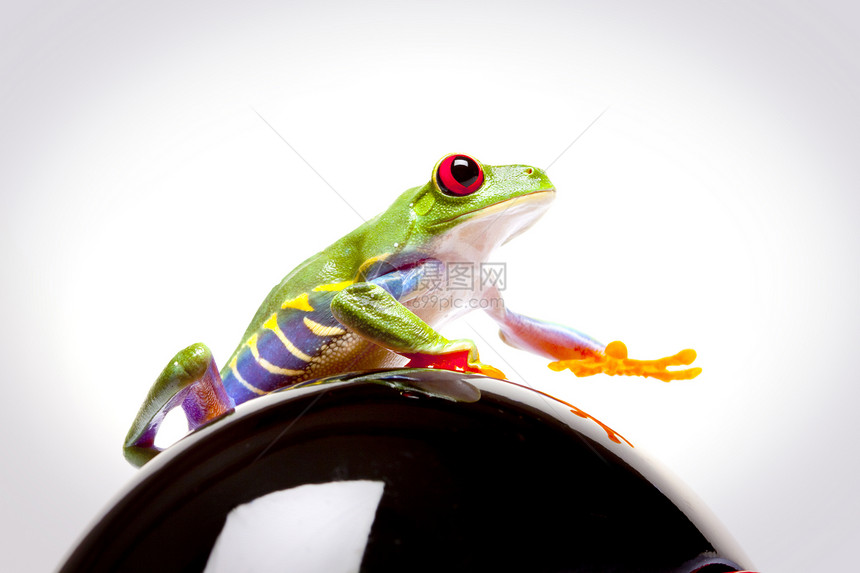 概念中的绿青蛙红色好奇心野生动物王子环境树蛙国王公主红眼岩石图片
