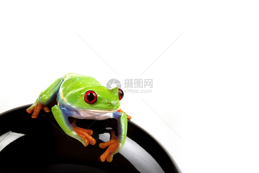 概念中的绿青蛙橙子岩石国王树蛙两栖动物动物红眼绿色好奇心宏观图片