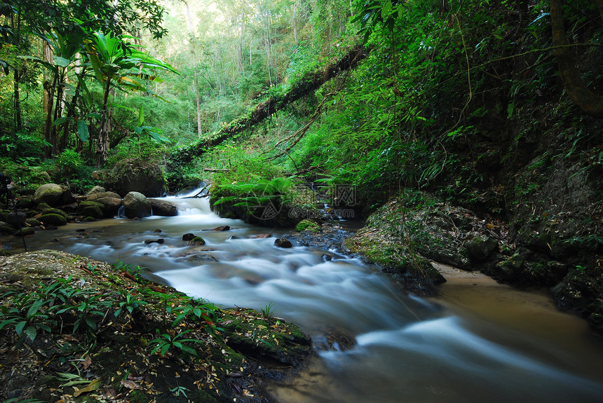 森林中的溪谷丛林苔藓雨林叶子热带植物公园溪流森林绿色图片