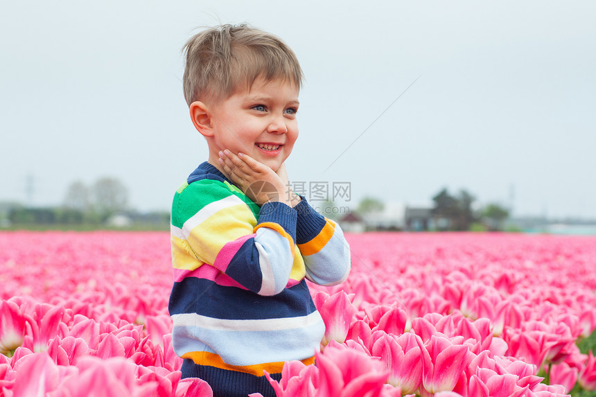 紫色郁金香场的男孩生活季节场地植物群男生探索童年草地铭文孩子图片