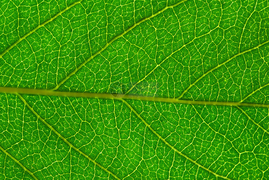 树叶背景生态植物光合作用宏观植物群脉络环境叶子线条生活图片