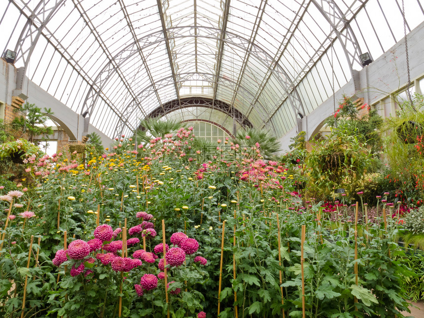 在花园中心的玻璃温室里种植鲜花中心植物建筑生长园林花园绿色植物商业栽培寝具图片