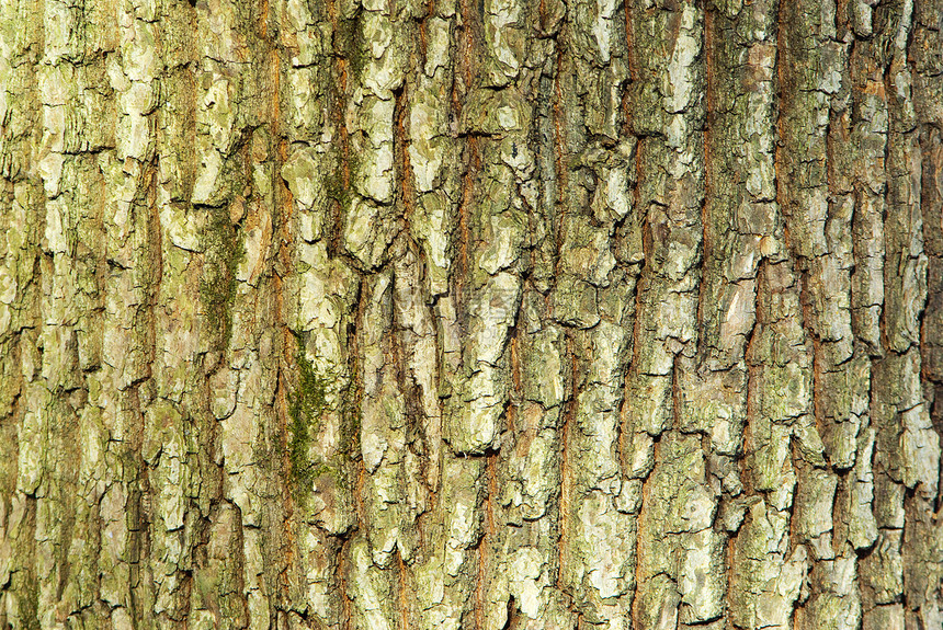 粗荒野粮食生物学橡木季节森林木材叶子皱纹窗饰图片