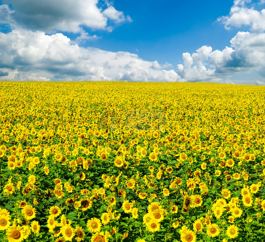 向向向外字段生长绿色种植园蓝色地球晴天场景向日葵农场黄色图片