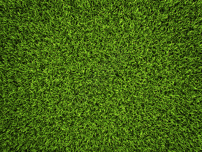 草背景生态场地植物绿色草皮花园环境季节刀刃草地背景图片