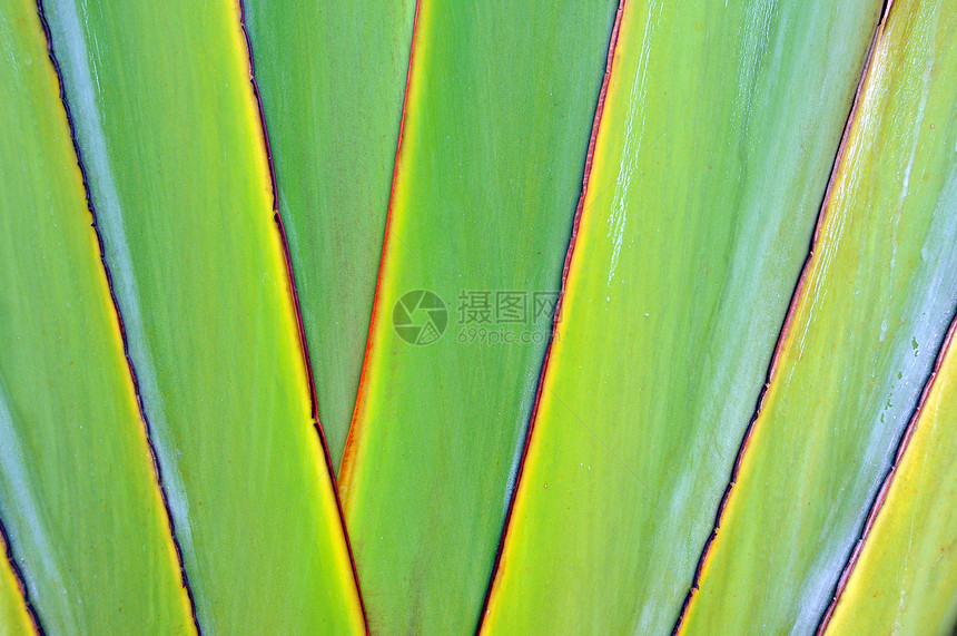 香蕉脂质香蕉绿色植物群扇子棕榈森林身体叶子热带树干植物图片