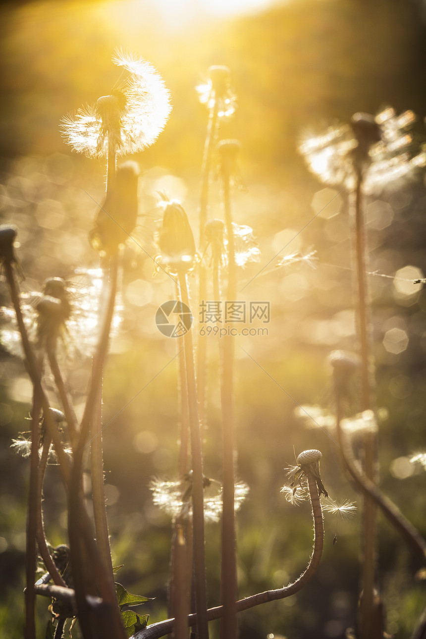 日落时的花朵季节天空植物学家庭阳光宏观场地植物生活金子图片