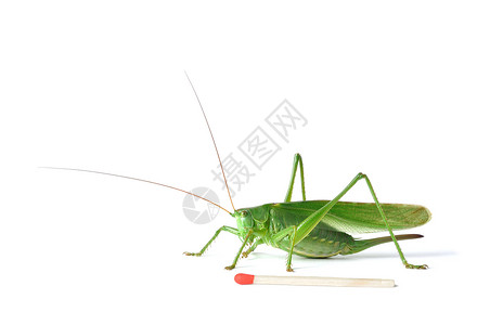 蚂蚱蟋蟀昆虫成人丛林女性绿色宏观背景图片