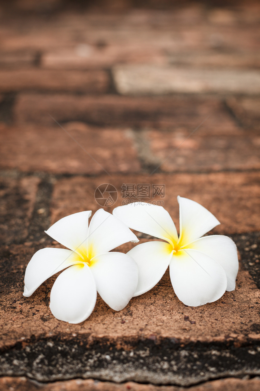 两朵freangipani(花)花图片