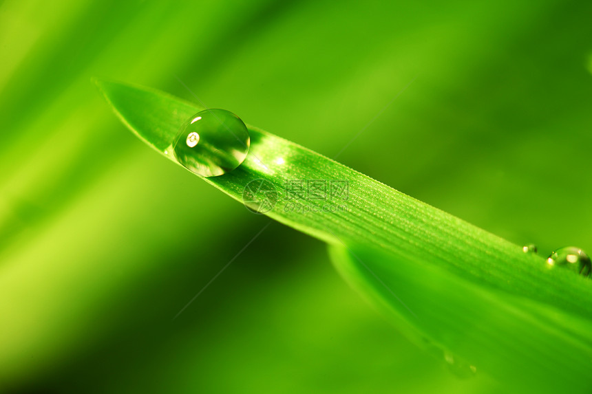 大水滴生长环境树叶草本植物刀刃阳光气候草地叶子液体图片